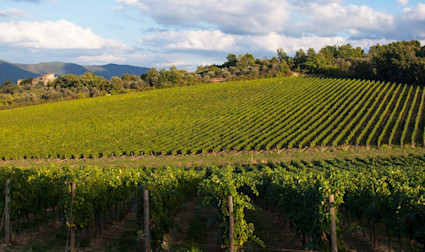 Blick über die weiten Reben des Weingutes Pèppoli in der Toskana