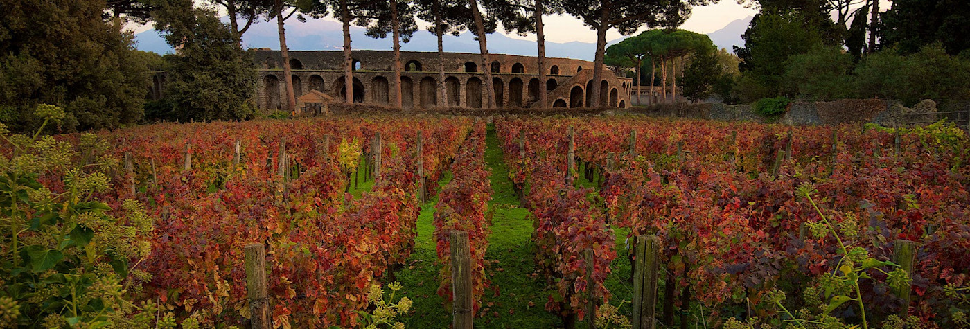 Herbstliche Tage in den Weinbergen von Kampanien