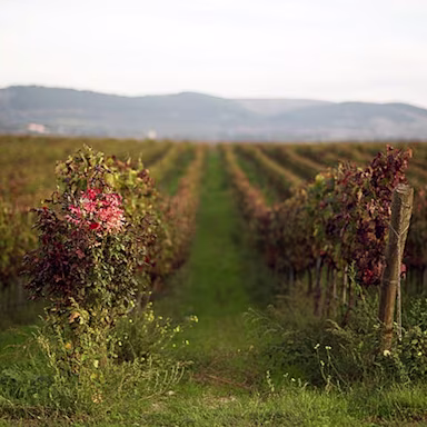 Rebberge vom Weingut Tormaresca, welches zur Familiendynastie Antinori gehört.