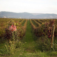 Rebberge vom Weingut Tormaresca, welches zur Familiendynastie Antinori gehört.
