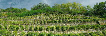 Blick über die Rebbergen des Weinguts Plozza in der Lombardei