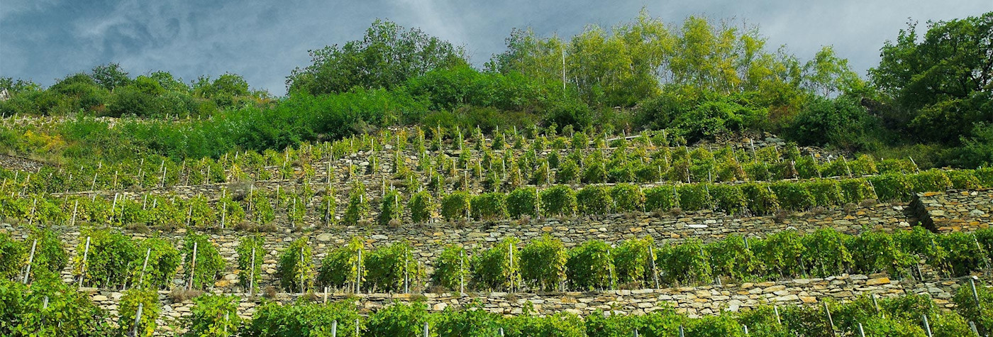 Blick über die Rebbergen des Weinguts Plozza in der Lombardei