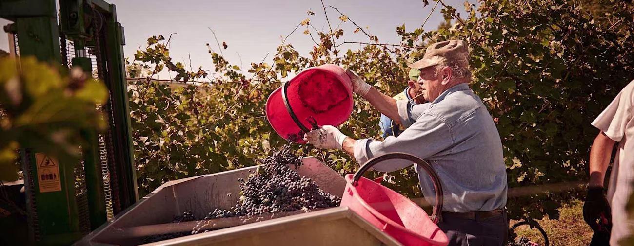 bindella-blog-wein-lieblingstraube-der-amseln-00