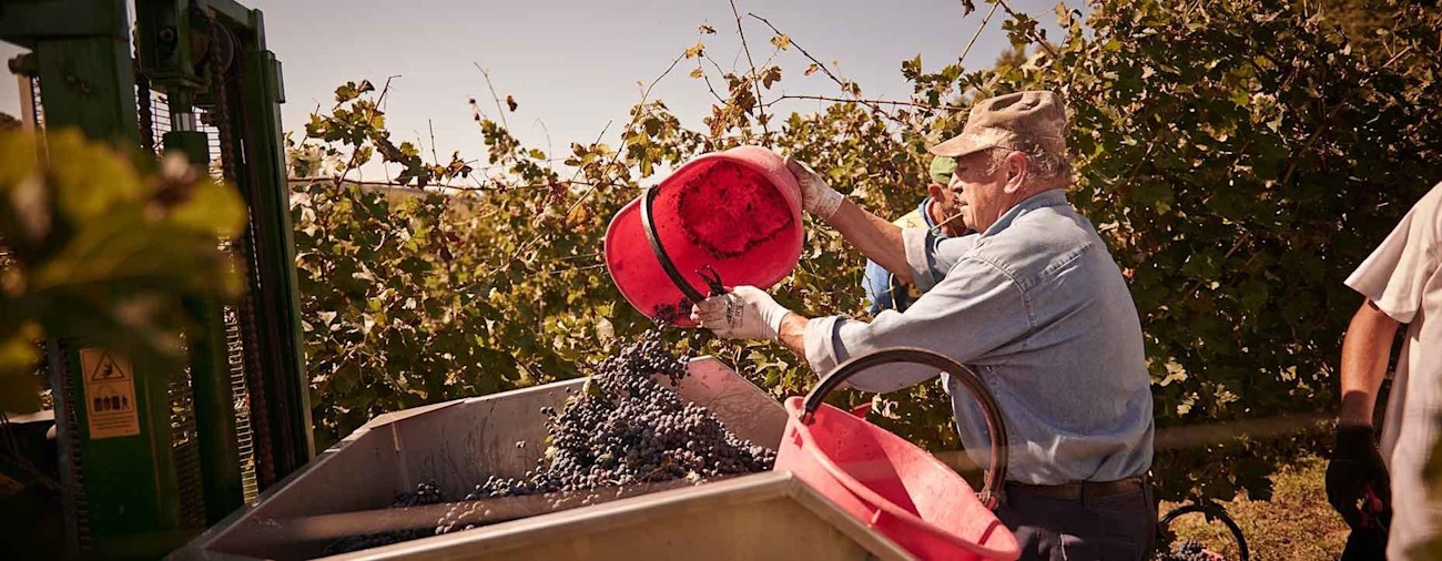 bindella-blog-wein-lieblingstraube-der-amseln-00