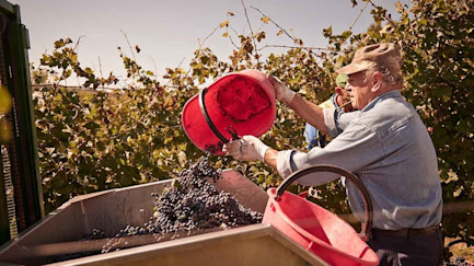 bindella-blog-wein-lieblingstraube-der-amseln-00