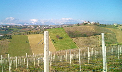 bindella-wh-produzenten-umani-ronchi-abruzzo-teaser