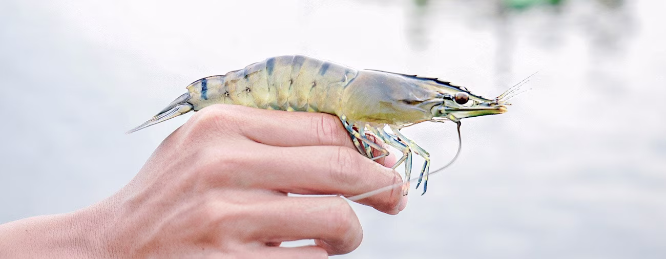 bindella-blog-nachhaltigkeit-nachhaltige-shrimps-nblog