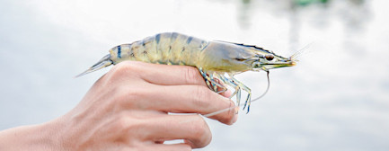 bindella-blog-nachhaltigkeit-nachhaltige-shrimps-nblog