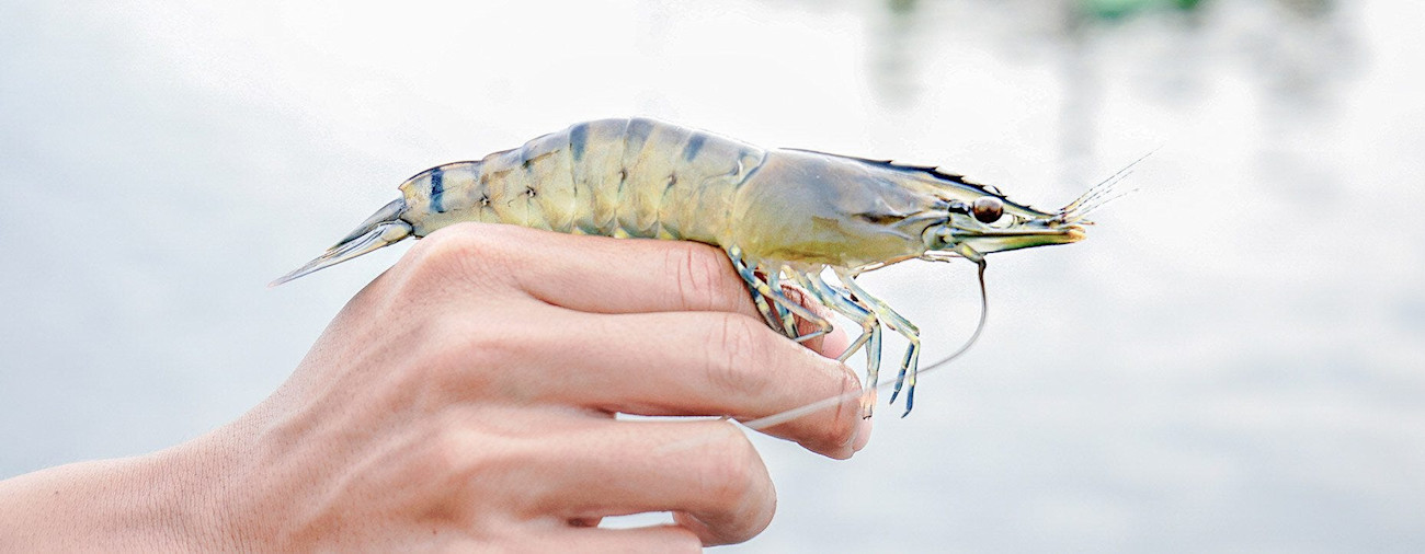 bindella-blog-nachhaltigkeit-nachhaltige-shrimps-nblog