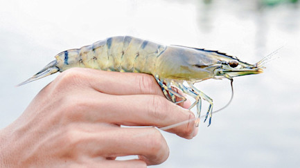 bindella-blog-nachhaltigkeit-nachhaltige-shrimps-nblog