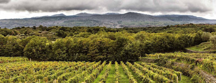 bindella-blog-nachhaltigkeit-tasca-ist-nachhaltiger-denn-je-nblog