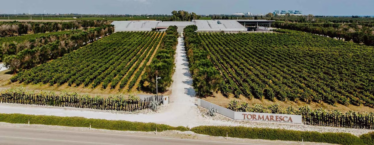 bindella-blog-news-3-shades-of-primitivo-hero-neu