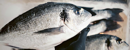 bindella-blog-news-zurigo-al-mare-hero