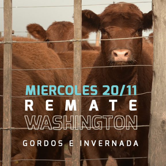 ULTIMO REMATE DE NOVIEMBRE _ WASHINGTON