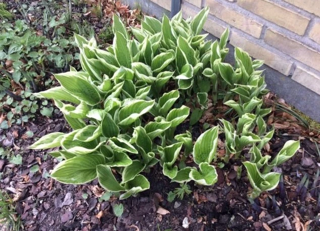 Her er en af de planter, som Telly har til salg på DBA. Hun overvejer desuden, om hun skal sætte sin rododendron til salg. Den står nemlig plantet i noget jord, som den ifølge Telly ikke trives så godt i