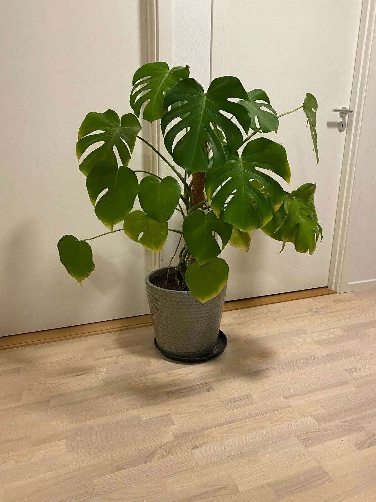 For 500 kroner kan denne ’Monstera’ blive din. Den 130 centimeter høje plante, som sælges med potte, kan du hente hos Mathilde i Glostrup.