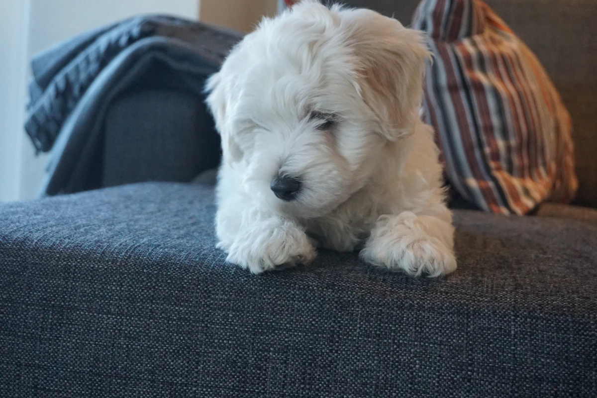 Familien fandt faren til hvalpene, Simba, via DBA. Ejeren fra Viborg havde lagt en annonce på DBA om, at hun var interesseret i at låne Simba ud til parring. Niels og familien har én gang før prøvet at lade Saga blive mor. Dengang fandt de også hannen på DBA. Han kom fra Randers, og det var også en succes. Der skal dog gå lang tid, før Saga bliver mor igen, hvis det er. Hun er nemlig kun 3,5 år. Hvis det engang bliver tid, vil familien igen søge efter en ”mage” til Saga på DBA