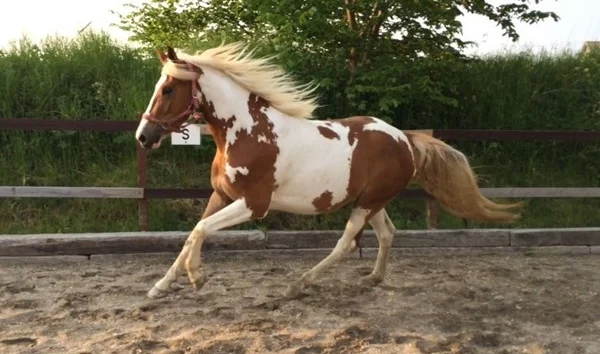 Hest, nærmere betegnet en Pinto hoppe på dba.dk...