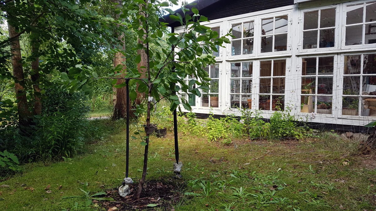 Træet efter. Da frugttræer ofte står tæt på planteskolerne, søger grenene mod himlen, men når du får dem hjem i haven, får de mere plads, og du kan få grenene ud til siderne.