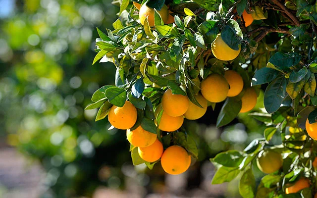 Forlæng sommerstemningen med et orangeri