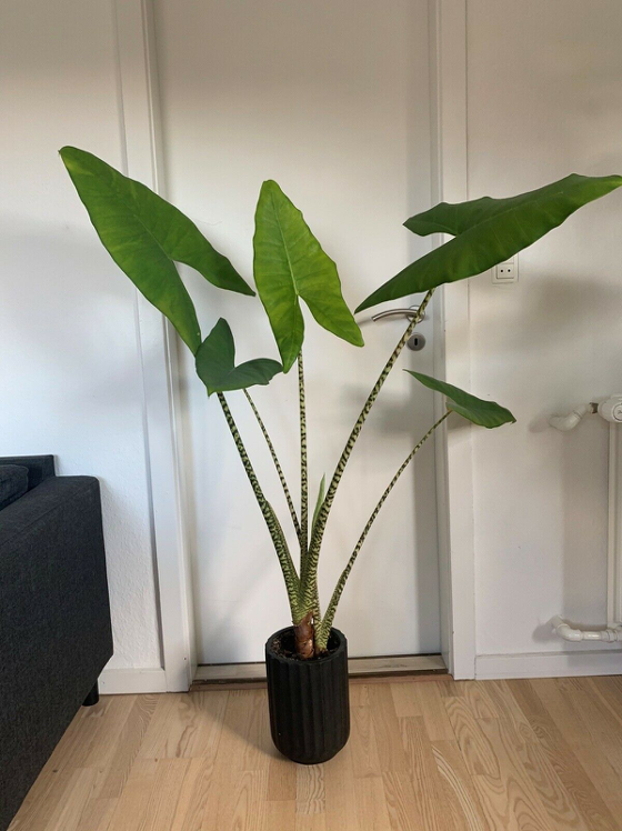 Du kan også finde elefantøre under navne som napoleonshat og alocasia zebrina.