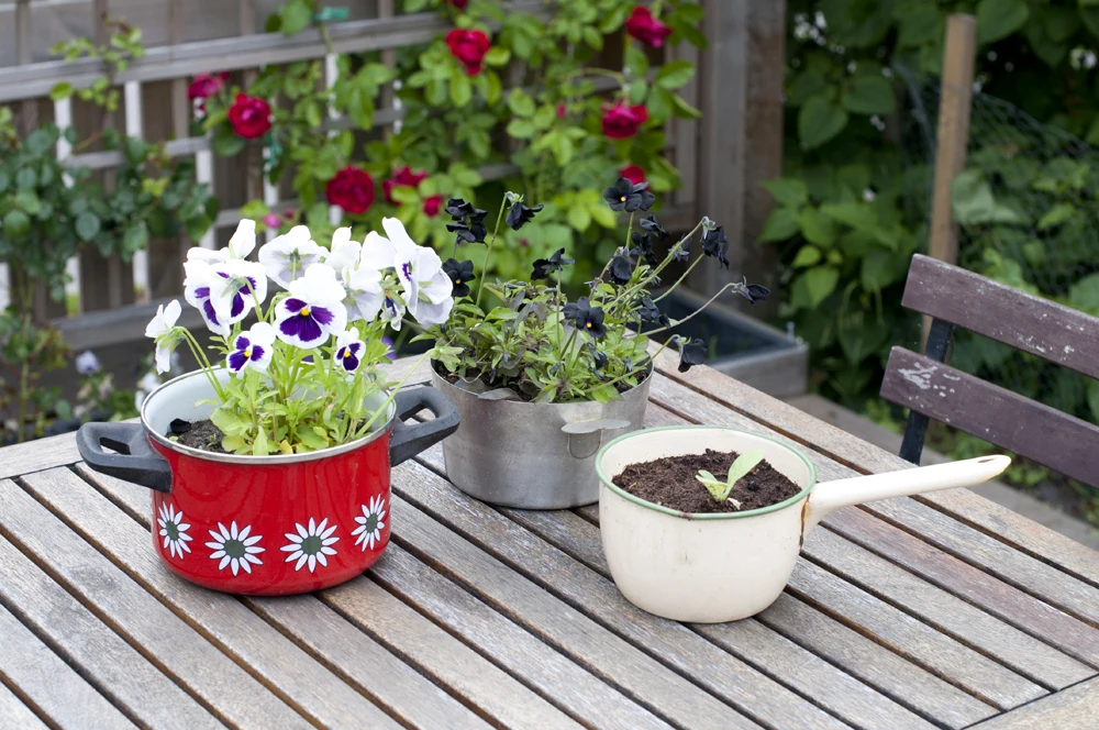 Gamle gryder og zinkbaljer = smukke blomsterkrukker