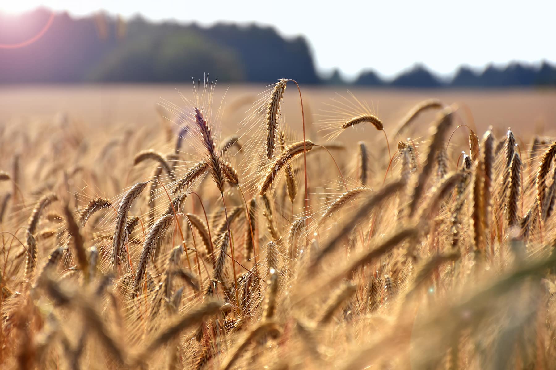 Sustainable wheat field