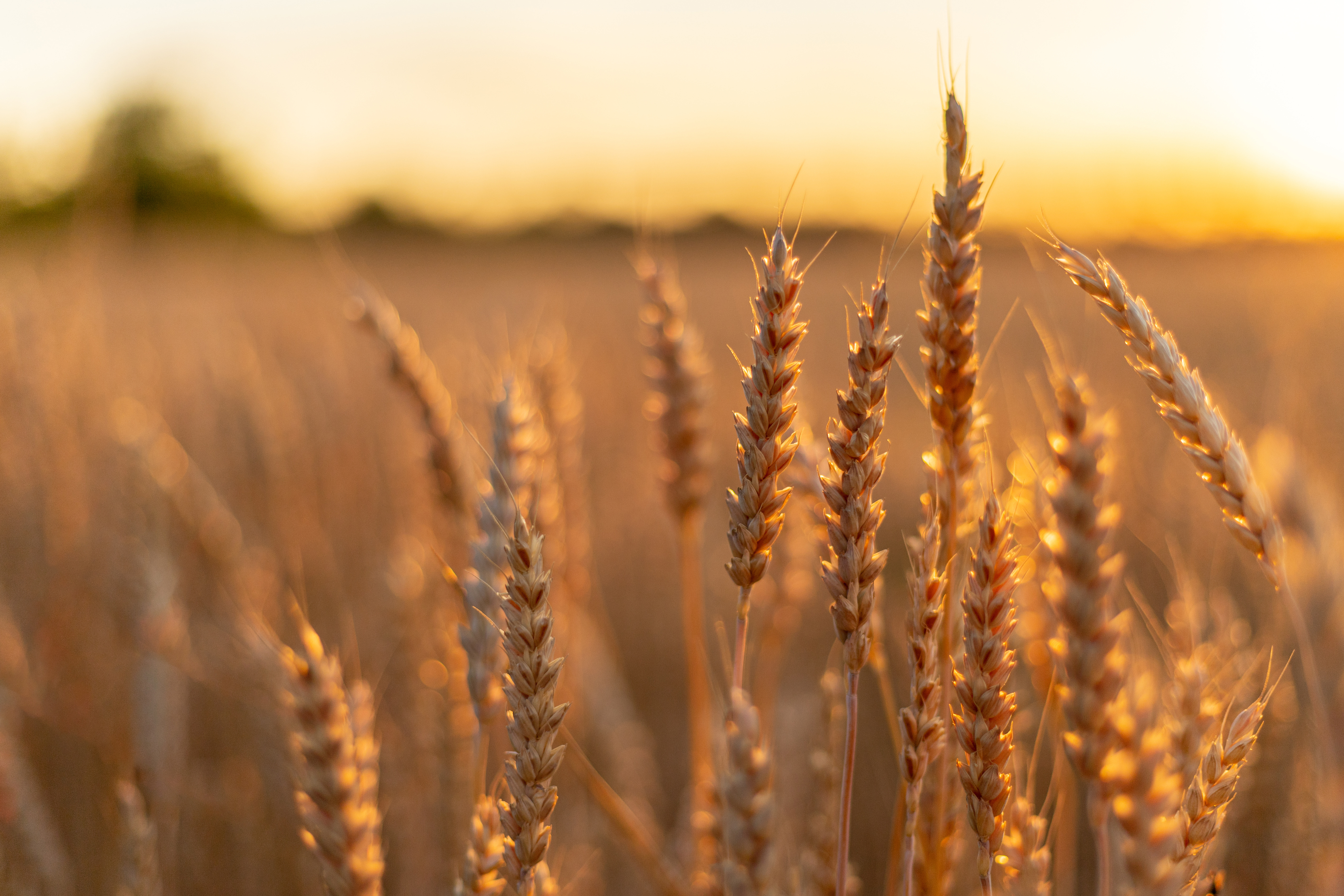 rapport de développement durable