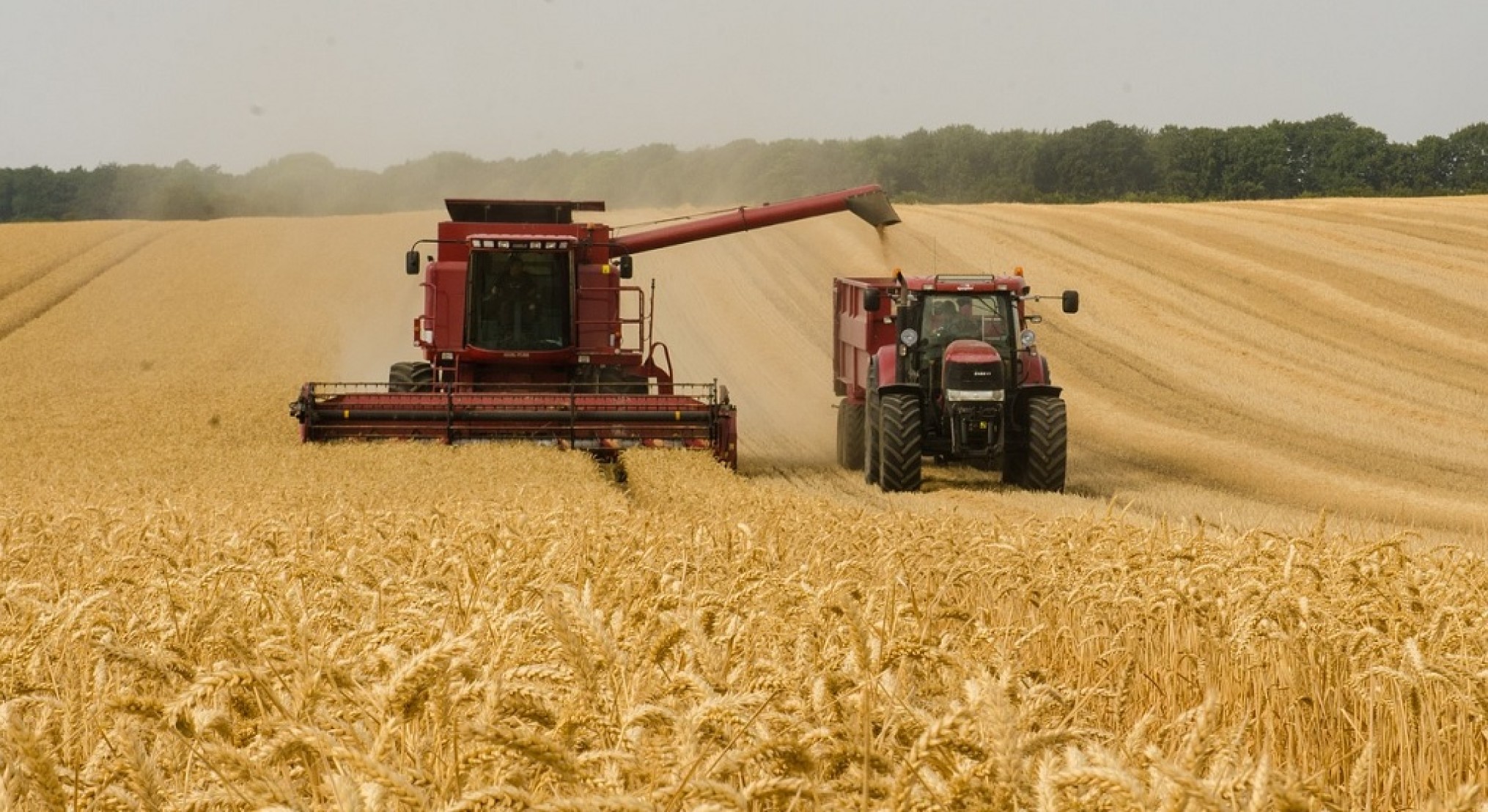 Sustainable wheat