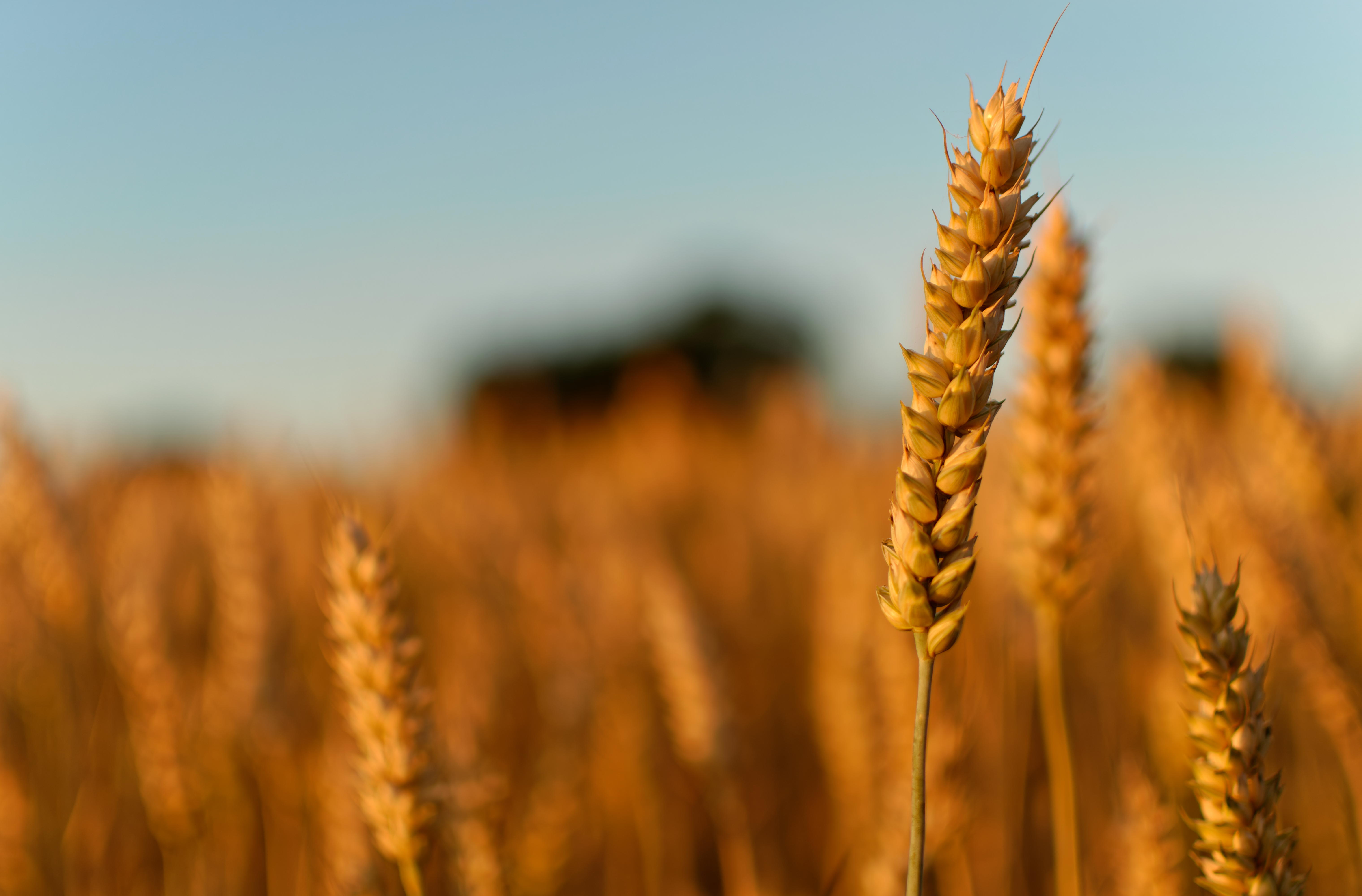 Belgisch familiebedrijf Dossche Mills neemt Duitse Mühle Rüningen over