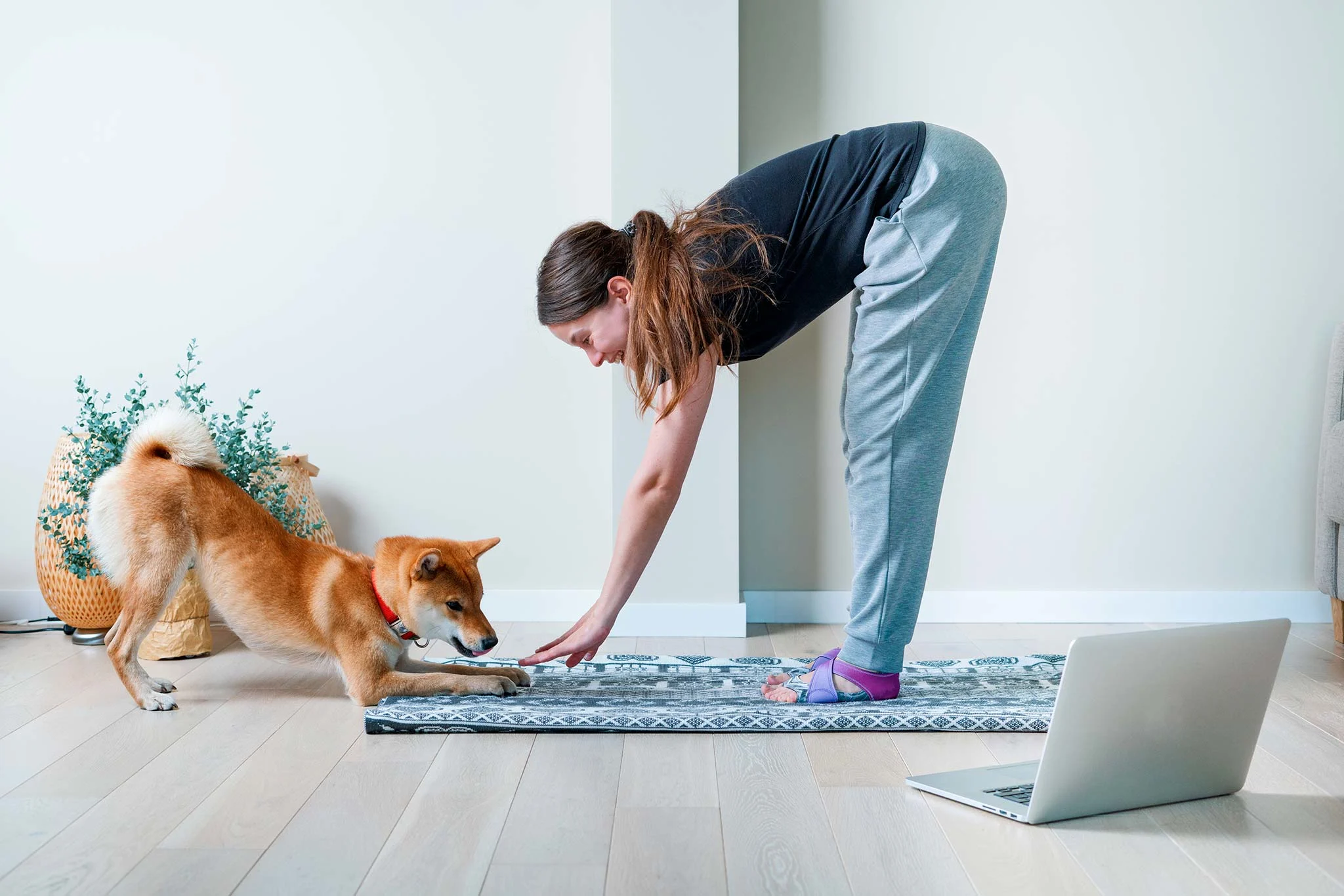Le Doga : la pratique du yoga avec votre chien | Figo
