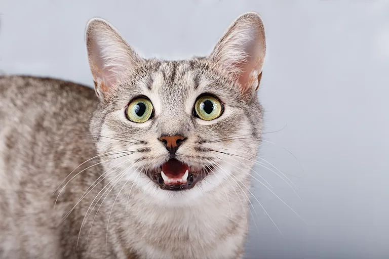 chat-respire-la-bouche-ouverte