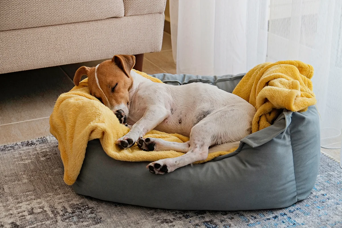 mon-chien-gratte-son-panier