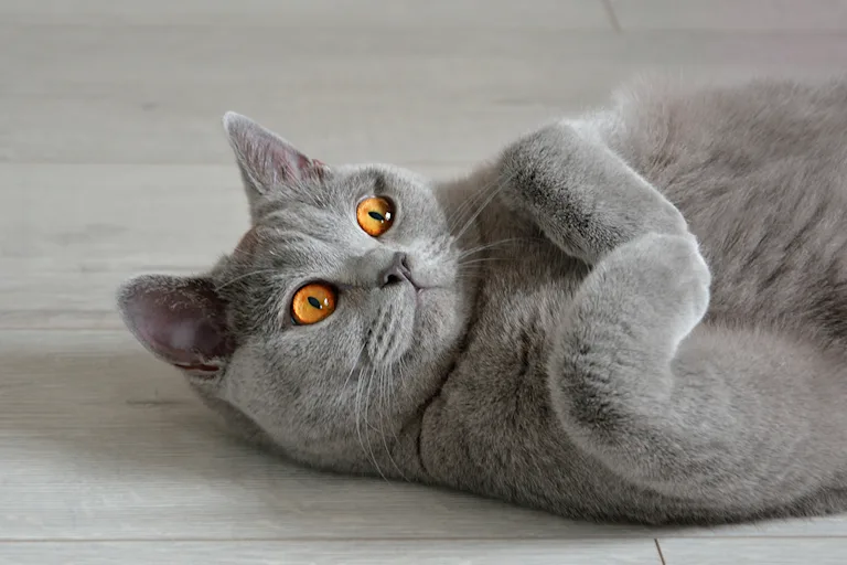 le-british-shorthair-un-felin-au-regard-intense