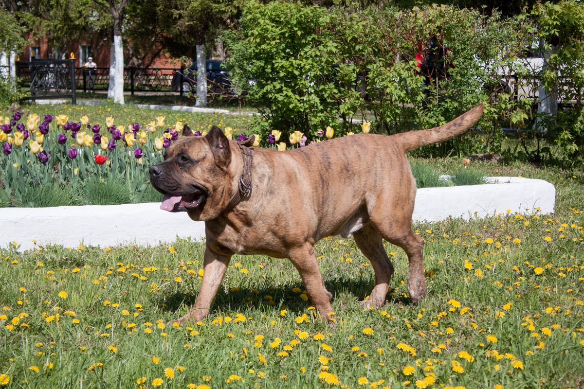 Le Dogo Canario : origines, caractère et comportement | Figo