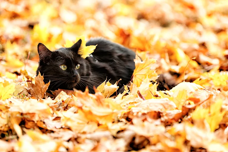 danger-chat-automne