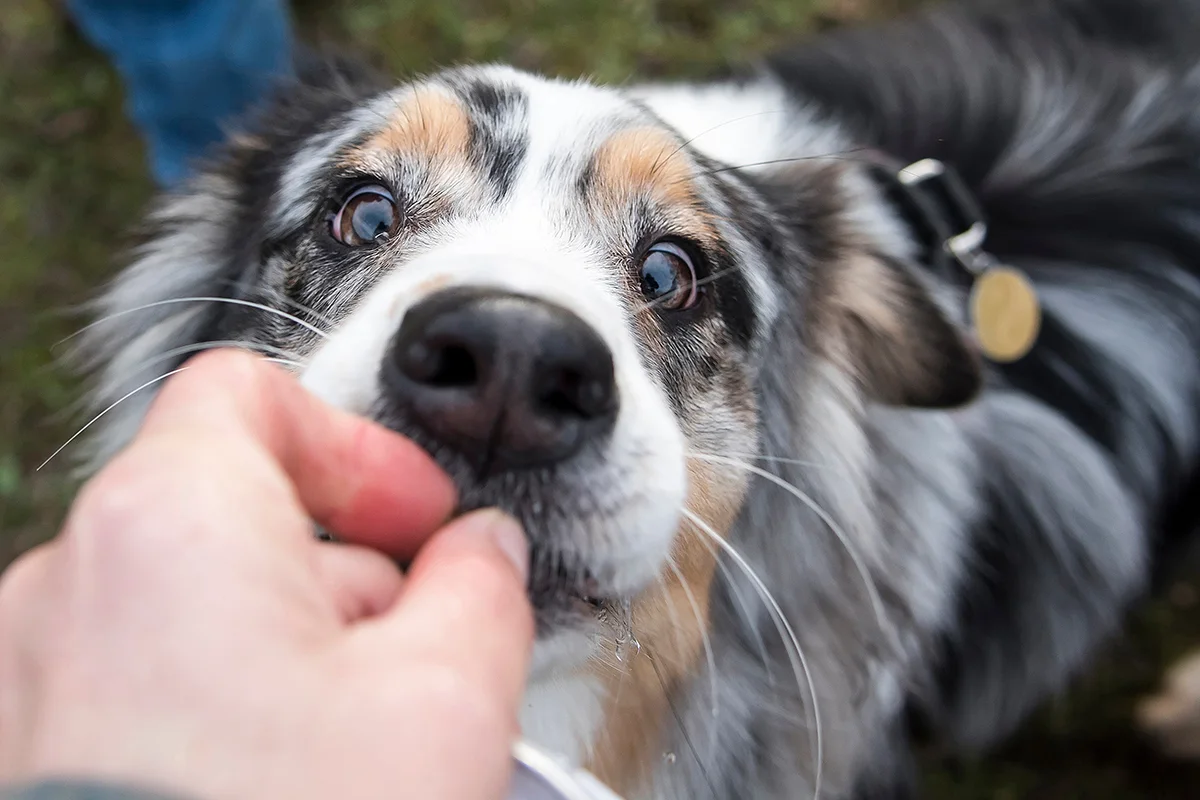 mon-chien-est-gourmand