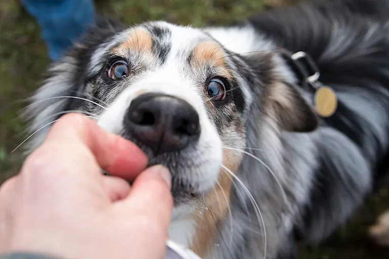 mon-chien-est-gourmand