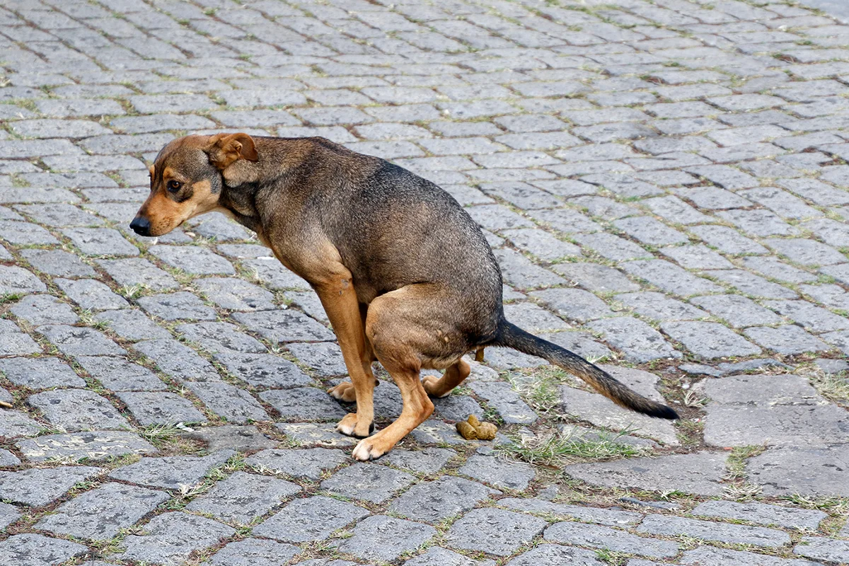 selles-chien