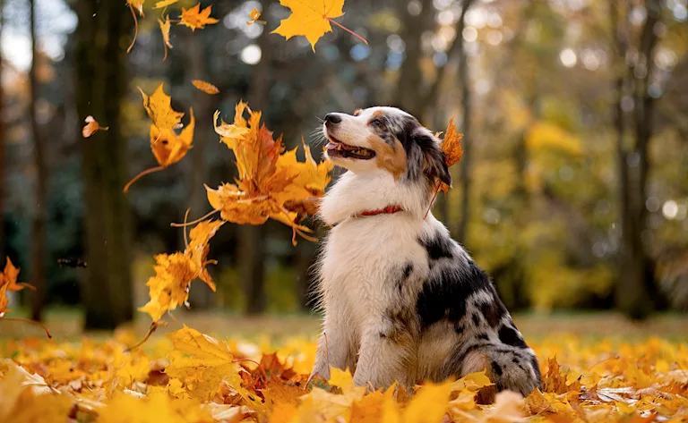 dangers-chien-automne