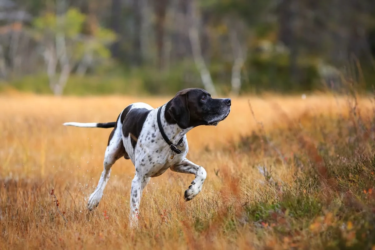 Chien de race pointer anglais courant dans l'herbe jaunie