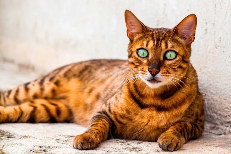 Le Californian Spangled