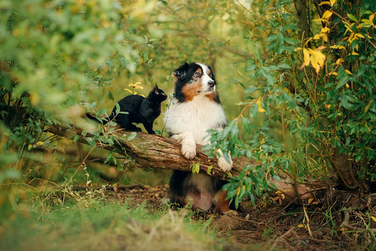 chien-devient-fou-quand-il-voit-un-chat