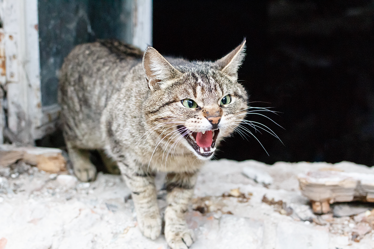 La rage chez le chat : causes, symptômes et traitement | Figo