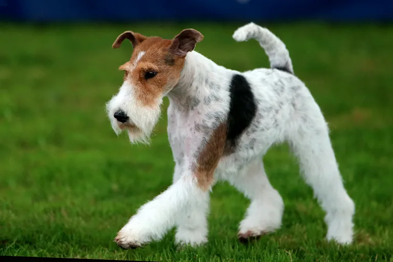 le-fox-terrier-une-tornade-denergie