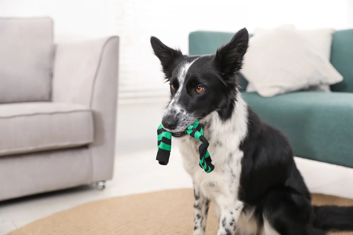 chien-qui-vole-les-chaussettes
