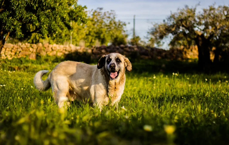 chien-matin-de-lalentejo