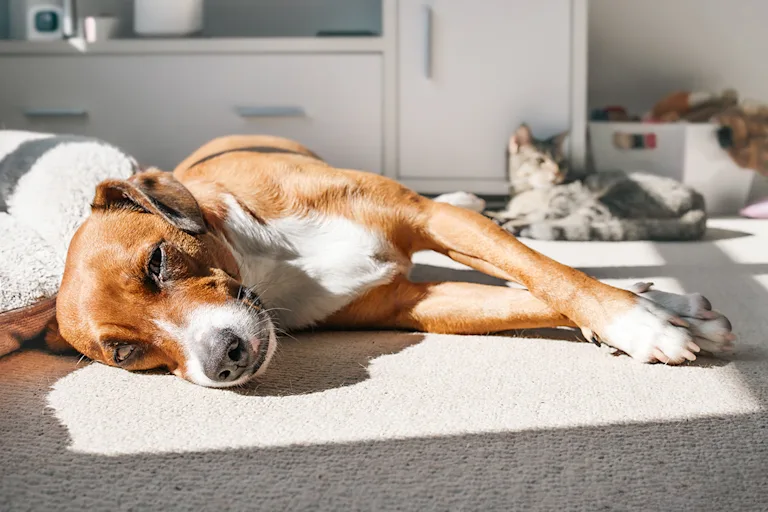 savoir-animal-trop-chaud