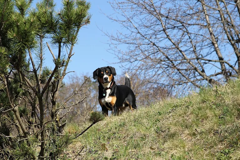Bouvier de l'Entlebuch