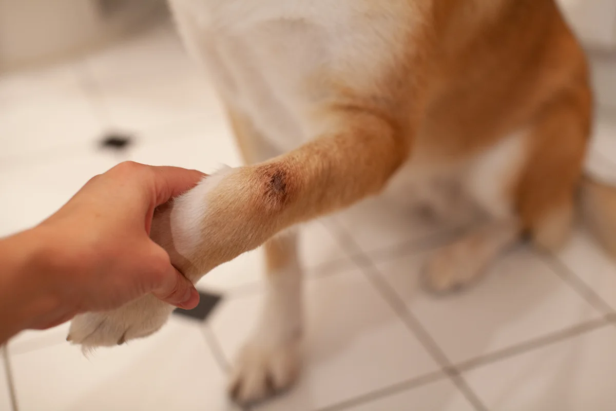 hot-spot-chien